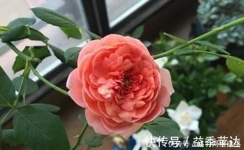 盆里有了“它”,“小芽”多又壮,养啥旺啥,可别再“扔”了!