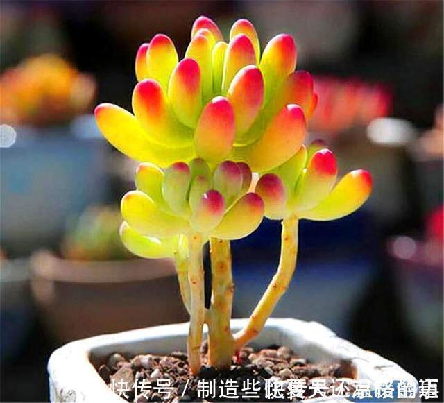 养护|多肉乙女心养护新方法,化整为零,养成果冻色大老桩