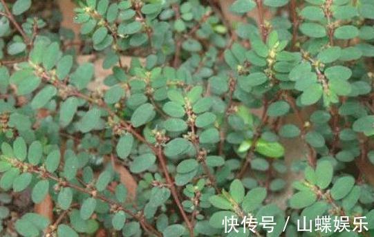 疝气痛|乡下不起眼的植物，曾经不被重视，现在成了稀罕物，价值珍贵