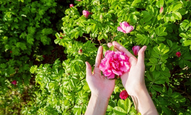 茼蒿|养护肝脏,多食二绿,常饮三水,按揉四穴
