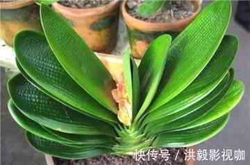 抽葶|专业应对君子兰夹箭技巧,3天抽箭开花,简单粗暴又有效