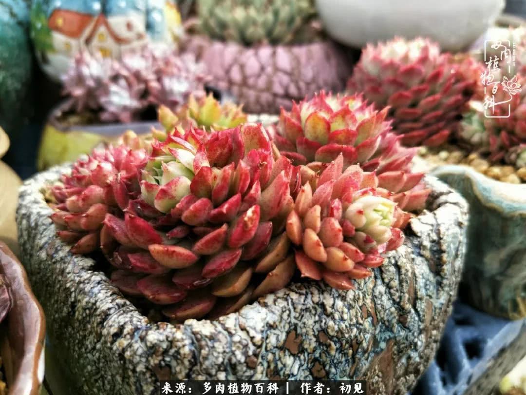 养多肉四周年,从初见到爱恋!幸福一直藏在浅薄的日子里!