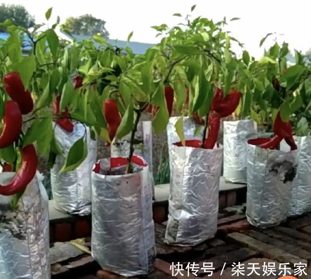 花友|养花不成“改种菜”，红辣椒种在“编织袋”里，一次能摘30斤