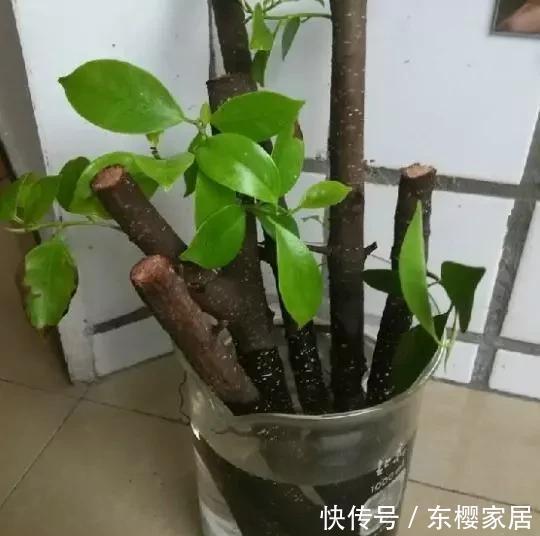 2种小药片,砸碎扔水里浇花,不烂根,不黄叶,花卉越长越旺