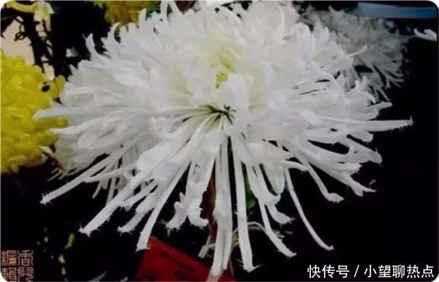 我花开后百花杀，满城尽带黄金甲！50句菊花诗，美到心醉！