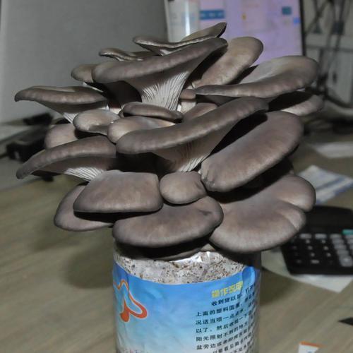 盆栽|家里不养花,不如种“蘑菇”,做成盆景特漂亮,一年能摘几十斤