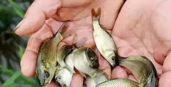 常见|7种河里正在消失的野味，第3个很常见，最后一种价格有点小贵