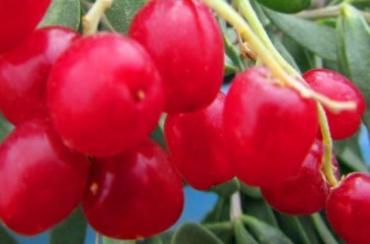 黄青蕉|想长寿全靠吃,3种食物不能少,补充营养,提高免疫力!