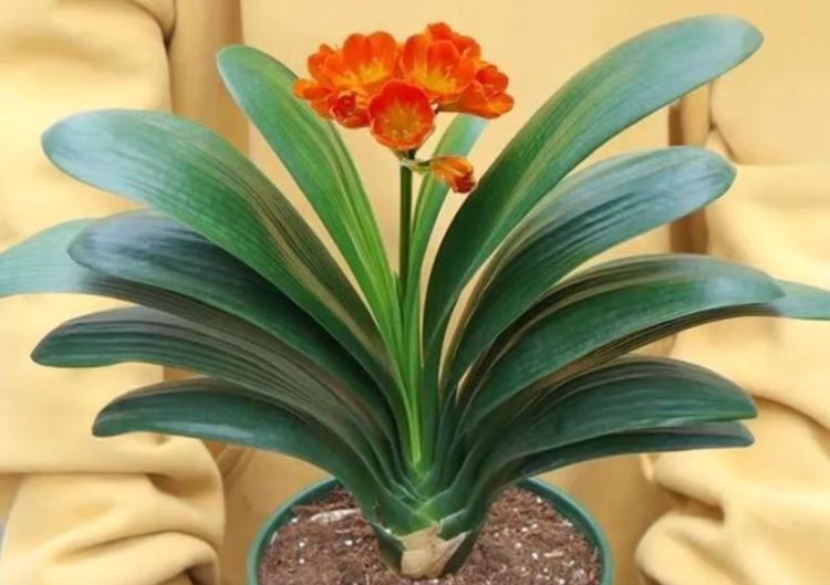 百里香|喜欢养花,就养这几款,随手剪剪,花开一波接一波,超美