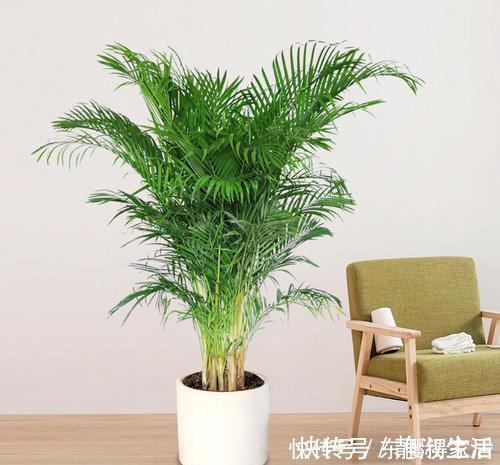长势|4种花，皮实好养又大气，摆在客厅上档次，有品位的人都养了