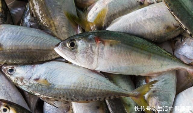 5种公认最好吃的海鱼,识货的抢着买,连老板都会给自己留一两条