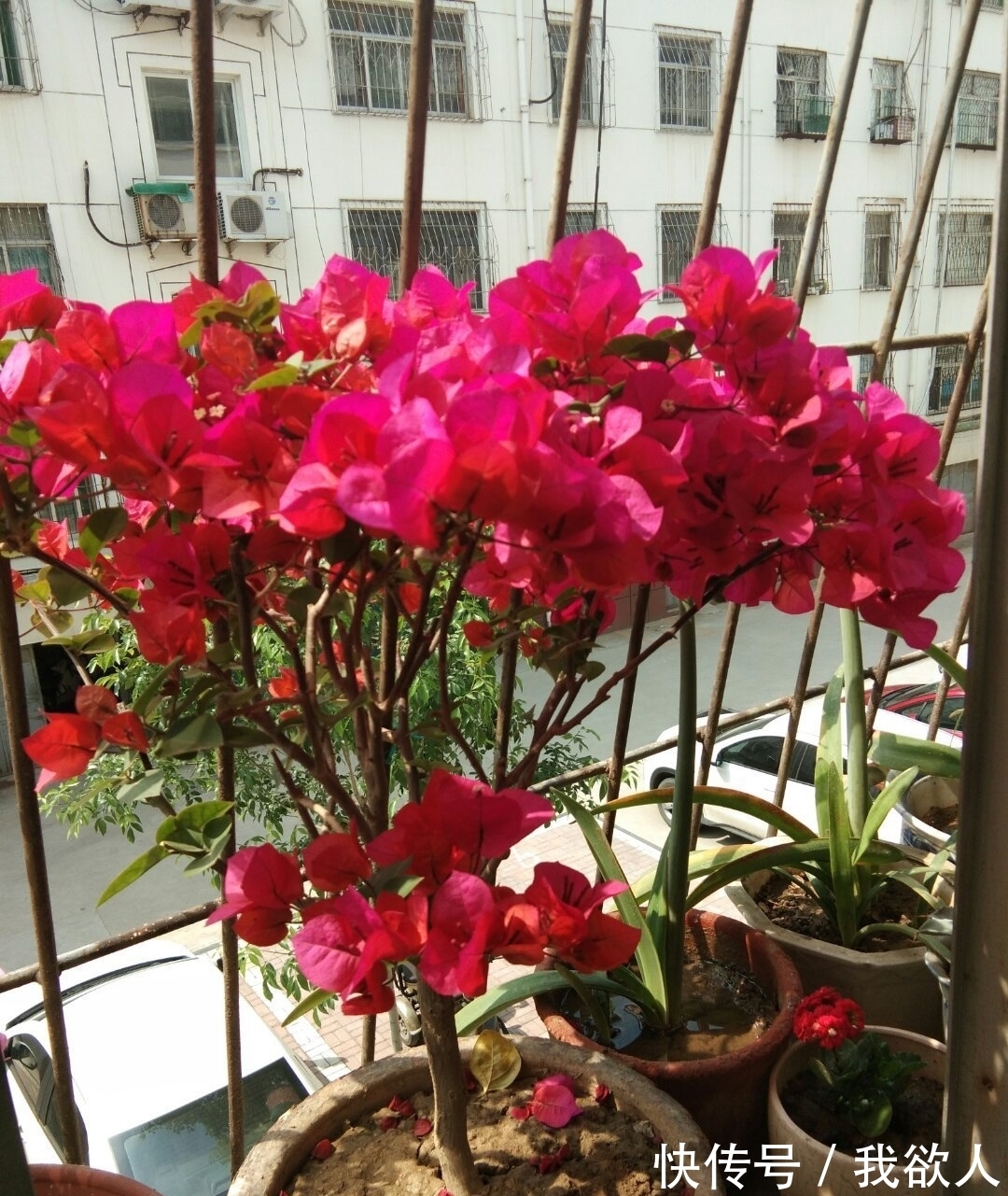 三角梅未开花，入春不妨“虐”着养，“撒欢长”清新怡人小半年