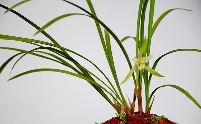 过程|养兰花需要知识,经验,实践,试着享受这个过程,养出好兰花