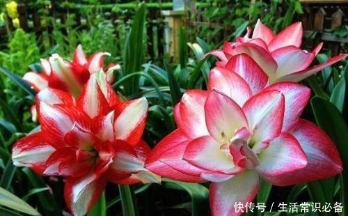 有小院子就养这4种花,花美、耐阴好养,种1棵,开花一大片!