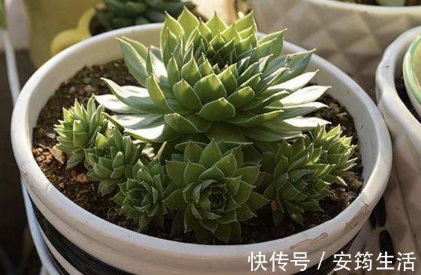 刚种多肉选什么品种此3款好养、容易爆盆,用叶片就能繁殖