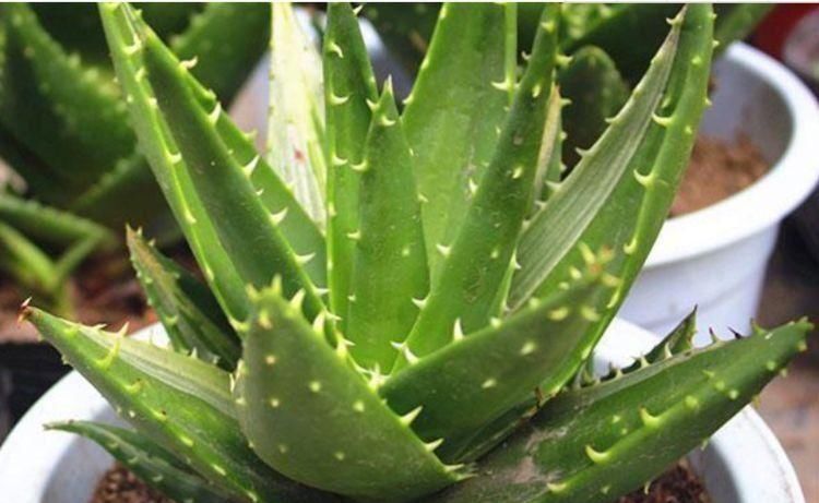 最适合新手养的4种花,沾土就活,枝繁叶茂,是净化空气的小能手