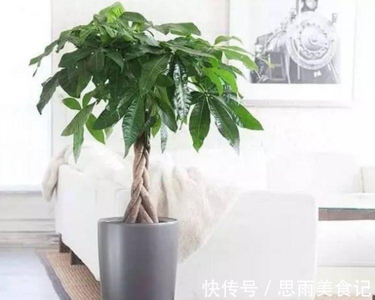 花卉|客厅养上4种花,家里财运亨通,寓意好,招财进宝,财气旺旺来!