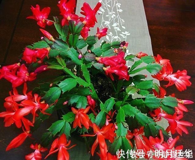 新芽|老花匠这样养蟹爪兰，“1种汁液”兑水浇，7天1次，新芽蹭蹭冒