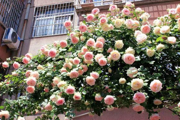 3种爬藤花是“开花大王”，阳台养几盆，半年成花墙！