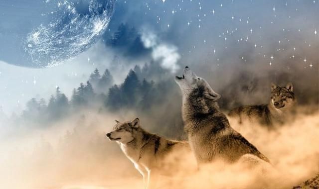 狼性思维能成大器的男人,都有这五种可怕的像狼一样;傲骨铮铮