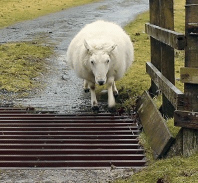 |搞笑GIF:表妹担心有人偷竹子,她每天一个人去后山点数!