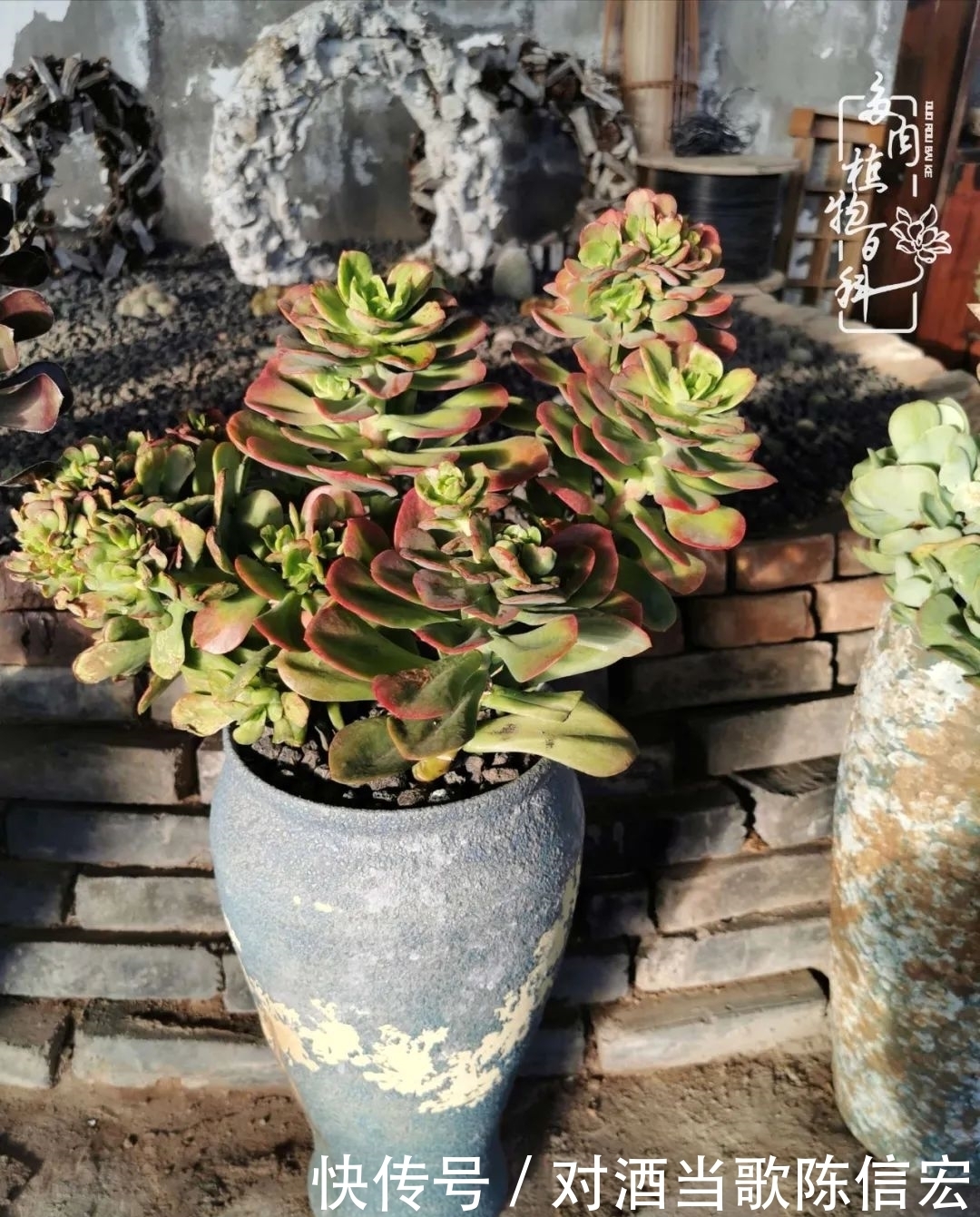 多肉桃花源:别人笑我太疯癫,我笑他人看不穿!