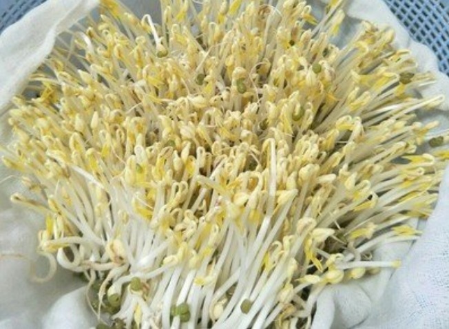 在家发绿豆芽，简单易做，0添加剂，比买的好吃，脆爽可口有营养