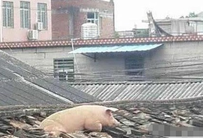 |搞笑图片幽默段子笑话猪猪很不错哦,还能自己爬上房顶啊