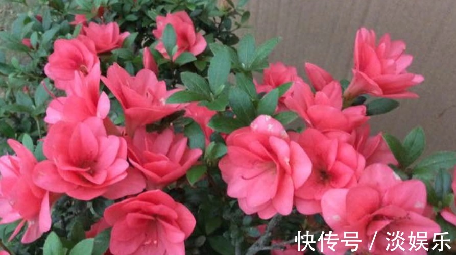 淘米水加点“它”,养啥花都旺,枝粗叶壮、开花多