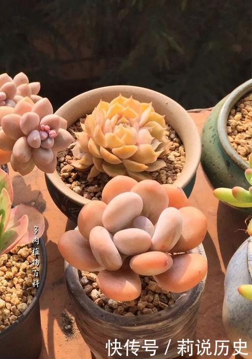 盘点10款水灵圆润的多肉植物，每一款都萌化人心，值得拥有！