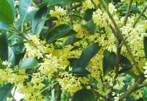 农历九月二十一霜降后，养什么花？以下3种花，合家幸福随地有春