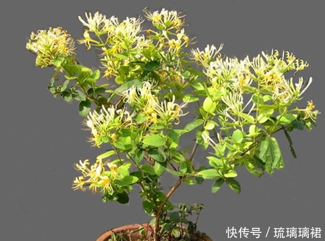 花卉中的奇花,一株开两色,芬香怡人,如一对难舍难分的鸳鸯!