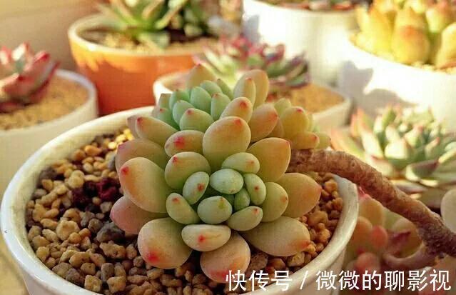 多肉中的高端货，甜美又可爱，浑身散发糖果香，你喜欢吗