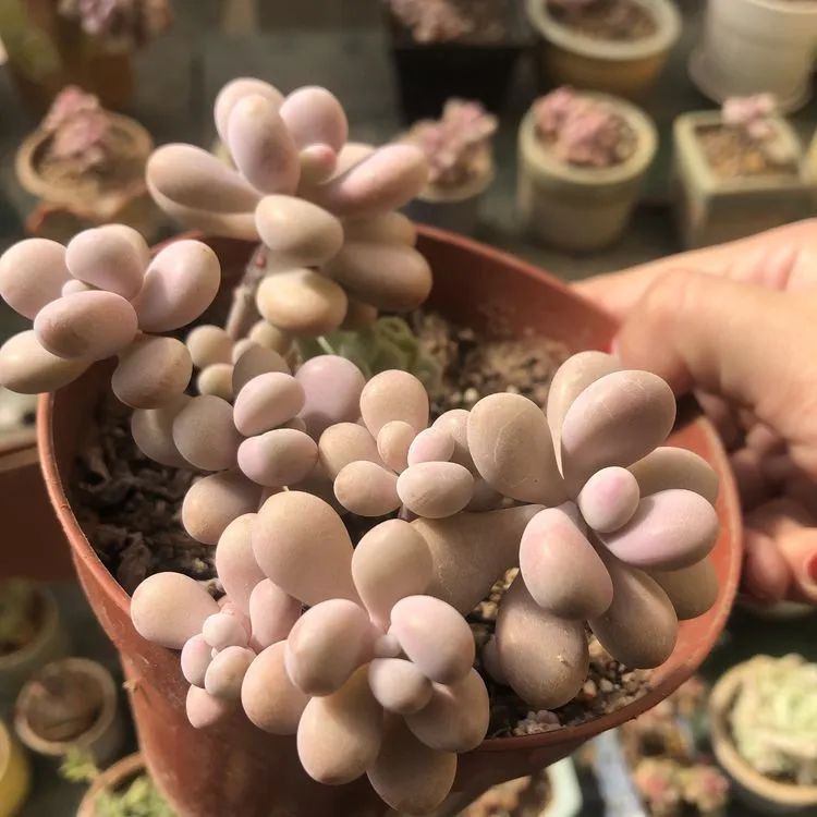 浇水|多肉小白三年励志对比养自己的花,爱自己的宇宙!