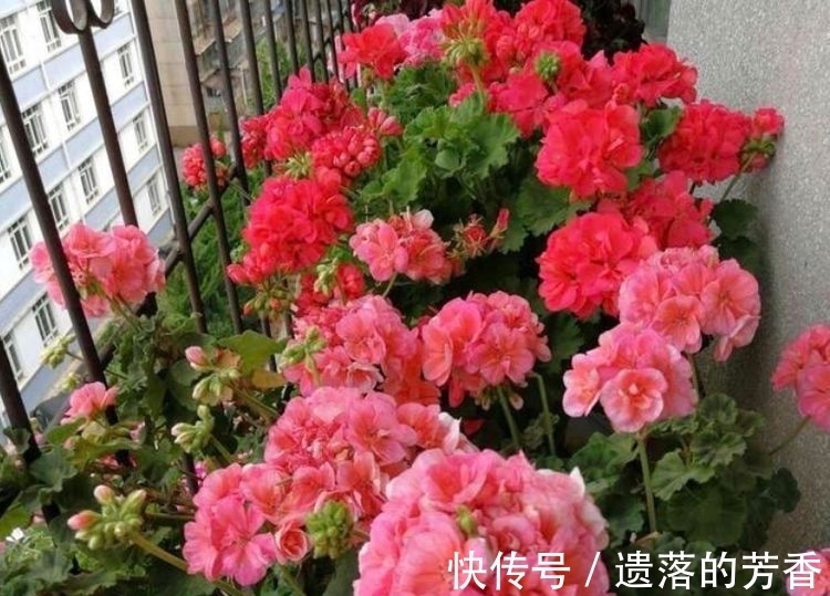 百合百合花|4种花很耐养，沾土就能活，开花就爆盆，不易生病好养护