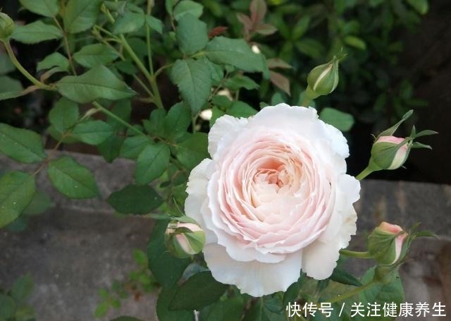 谁说月光族就不配养花这20种月季花月薪3000也能养!