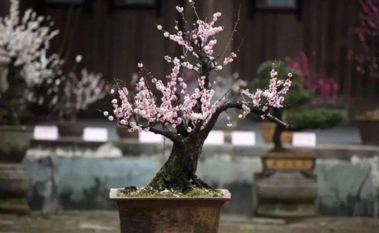 5种花冬天再冷也不怕，年前搬进室内，过年就开花，喜庆又漂亮！