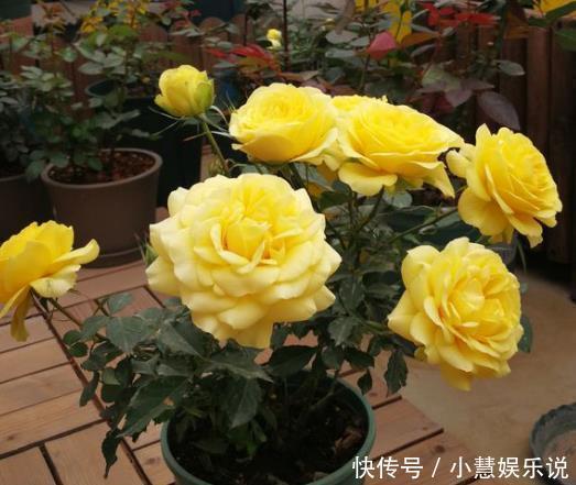 吊兰|花盆里的土壤“裂开”了,“1把它”撒下去,3天变疏松,根系健壮