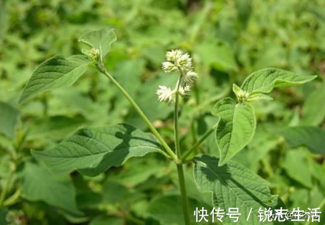 入药|一种野草，农村人把它当滋补野菜，不要叶子只要根，这是珍贵药材