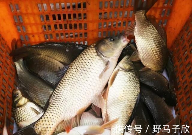 钓位|新手为何经常钓不到鱼我以个人观点为你解惑