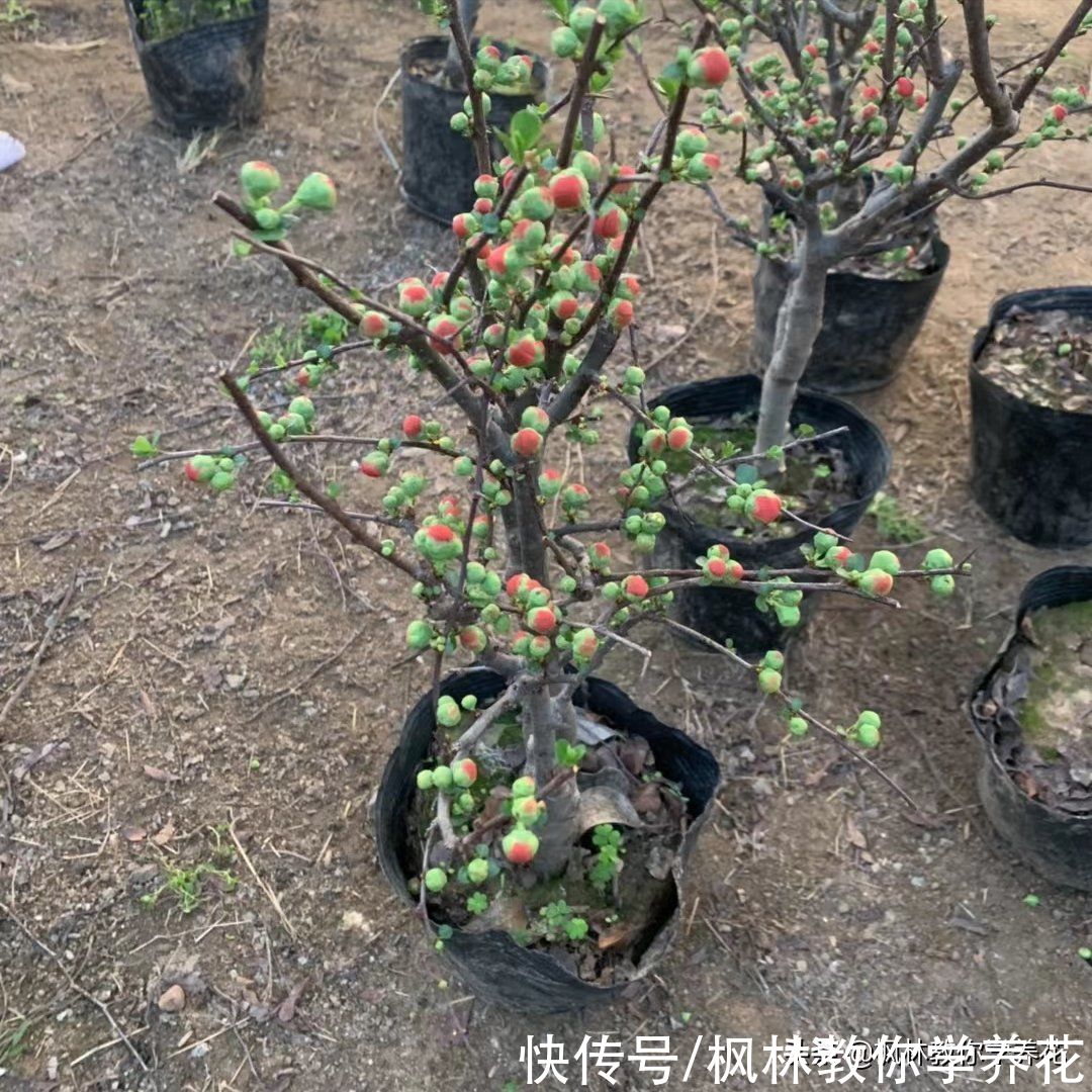春季花卉市场销量最大的6款开花类盆栽，你知道吗