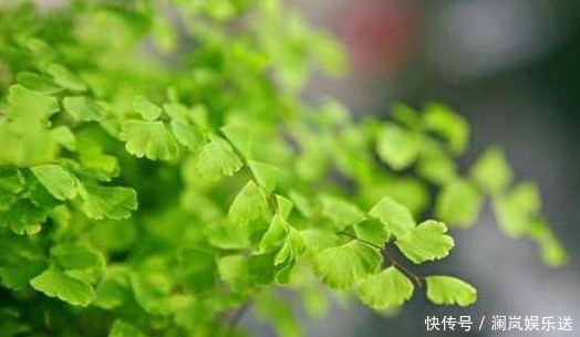 根系|8种最适合水培的盆栽植物介绍!不用照顾就能活,养花杀手的福音