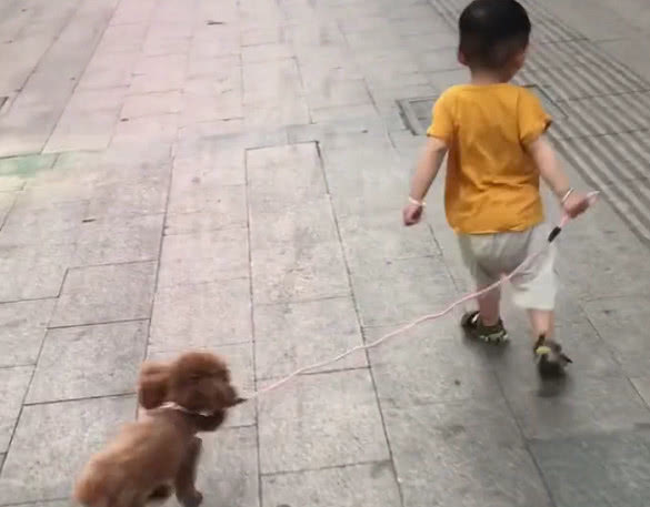 低估|“大智慧宝宝”遛狗火了,网友永远不要低估一个穿尿不湿的