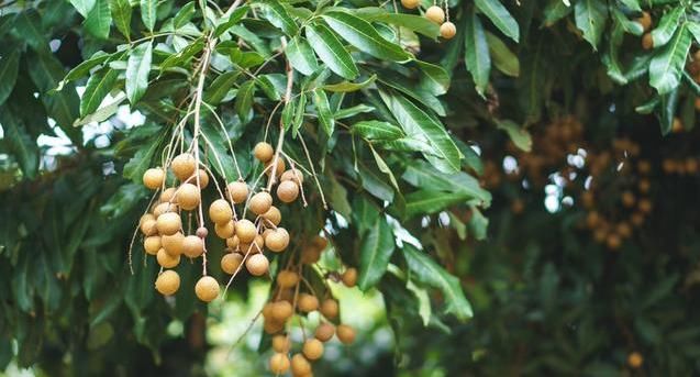 龙眼营养价值高，但是有3种人不能吃，那个人是你吗