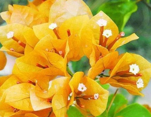 教你三角梅刚长出新叶来该怎么养护,才能快点开花,萌新涨姿势