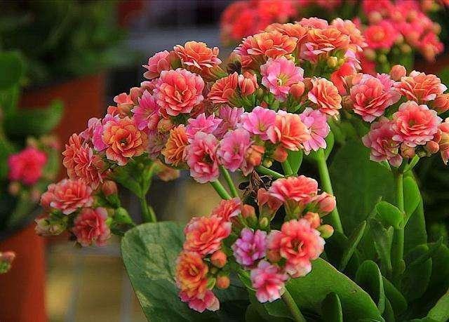 种花|2种花,现在快扦插,冬天就开花,天寒地冻赏''春色''