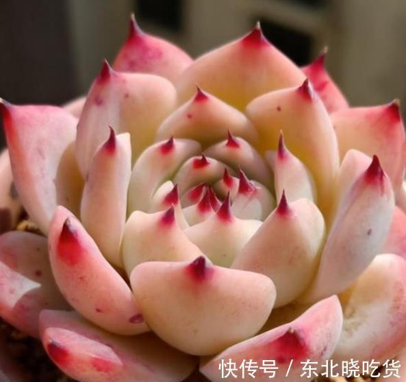 被拉下神坛的3种网红多肉，皮实好养惹人爱，哪种是你钟爱的？