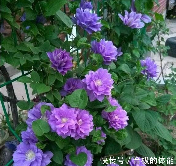 她在小院子里种了一种花，开花独特又漂亮，路人都说“头回见”！