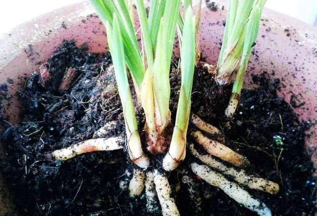 养花|养花不分地域,只要做好这几点,不管南北方都能爆盆