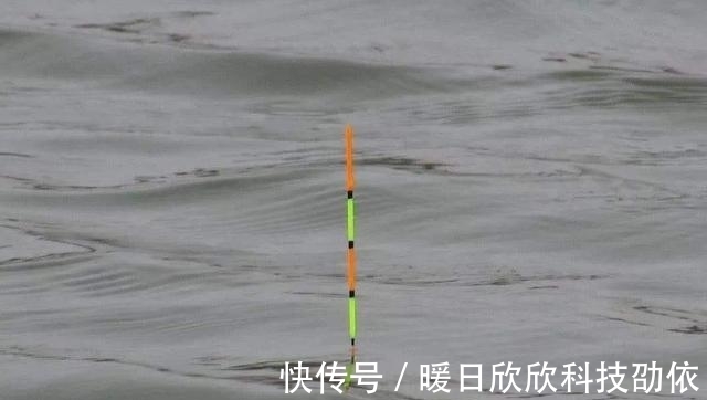 效果|钓鱼遇到这三种鱼情,要学会放口,比主动抓口的效果更好